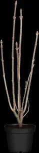 Syringa prestioniae 'Minuet' - 40-60 CM C4 - image 1