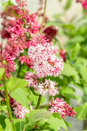 Syringa prestioniae 'Miss Canada' - 30-40 CM C4.5 - image 3