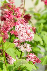 Syringa prestioniae 'Miss Canada' - 30-40 CM C4.5 - image 3