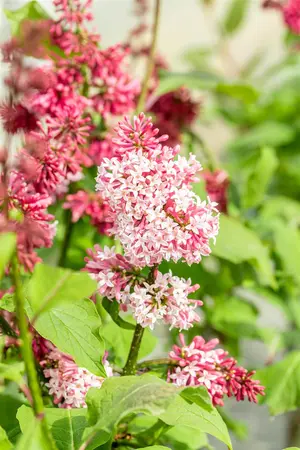 Syringa prestioniae 'Miss Canada' - 40-60 CM C4 - image 3