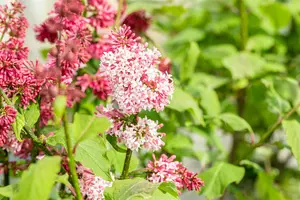 Syringa prestioniae 'Miss Canada' - 30-40 CM C4.5 - image 2