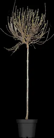 Syringa protolaciniata - 40-50 CM C4 - image 2
