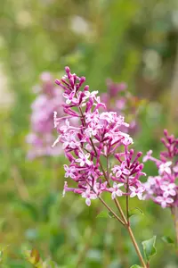 Syringa 'Red Pixie' - 80-100 CM C5 - image 4