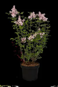 Syringa 'Red Pixie' - 80-100 CM C5 - image 5