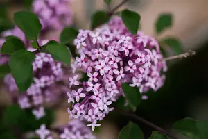 Syringa 'Red Pixie' - 80-100 CM C5 - image 2