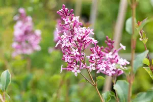 Syringa 'Red Pixie' - 80-100 CM C5 - image 3