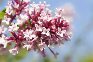 Syringa reflexa