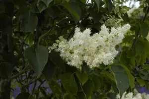 Syringa reticulata 'Ivory Silk' - 60-80 CM RB
