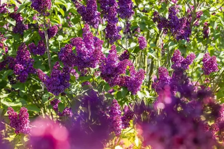 SYRINGA SOUV DE LOUIS SPAETH 7L - image 4