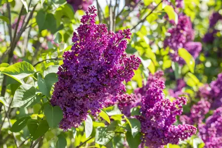 SYRINGA SOUV DE LOUIS SPAETH 7L - image 5