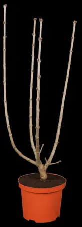 SYRINGA SOUV DE LOUIS SPAETH 7L - image 1