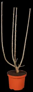 SYRINGA SOUV DE LOUIS SPAETH