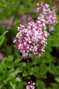 Syringa 'Tinkerbelle' - 110 CM STAM C10 - image 5