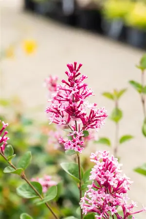 Syringa 'Tinkerbelle' - 110 CM STAM C10 - image 4