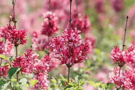 Syringa 'Tinkerbelle' - 110 CM STAM C10 - image 2