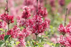 Syringa 'Tinkerbelle' - 110 CM STAM C10 - image 2