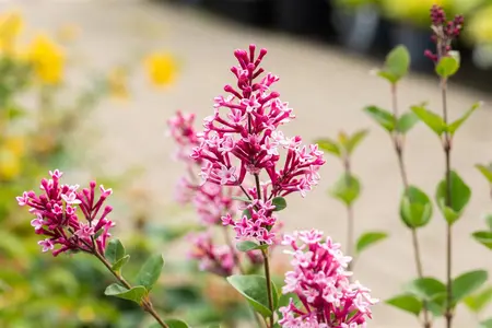 Syringa 'Tinkerbelle' - 110 CM STAM C10 - image 3