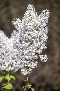 Syringa vulgaris - 7.5 Ltr pot - image 5