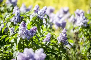 Syringa vulgaris - 40-50 CM C2 - image 5