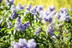 Syringa vulgaris - 40-60 CM C1 - image 3