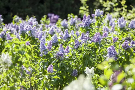 Syringa vulgaris - 7.5 Ltr pot - image 4