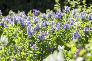 Syringa vulgaris - 7.5 Ltr pot - image 4