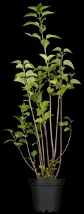 Syringa vulgaris - 40-50 CM C2 - image 1