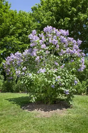 Syringa vulgaris 'Amethyst' - 60-80 CM C6