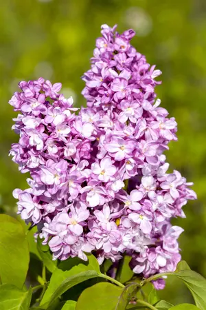 Syringa vulgaris 'And. an Ludwig Sp?th' - 10 Ltr pot - image 2