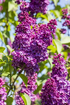 Syringa vulgaris 'And. an Ludwig Sp?th' - 10 Ltr pot - image 3