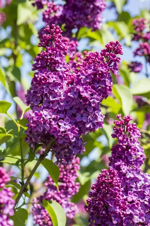 Syringa vulgaris 'And. an Ludwig Sp?th' - 100-125 CM C20 - image 2
