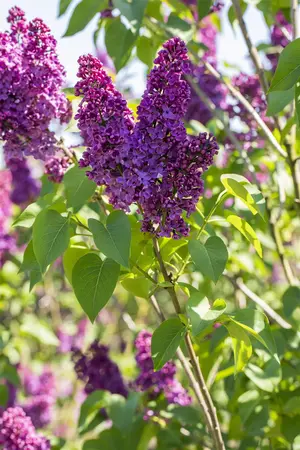Syringa vulgaris 'And. an Ludwig Sp?th' - 60-80 CM C6 - image 5