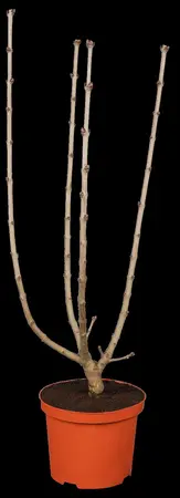 Syringa vulgaris 'And. an Ludwig Sp?th' - 1/2 STDS C7.5 - image 1