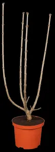Syringa vulgaris 'And. an Ludwig Sp?th' - 10 Ltr pot - image 1