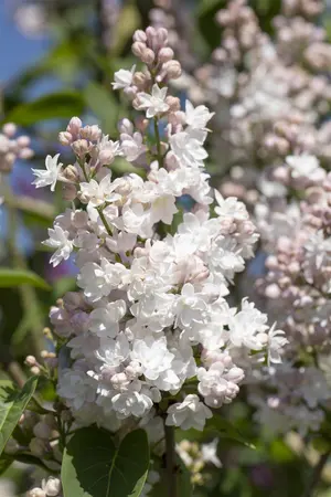 Syringa vulgaris 'Beauty of Moscow' - 80 CM STEM 7.5 L - image 5