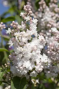 Syringa vulgaris 'Beauty of Moscow' - 80 CM STEM 7.5 L - image 5