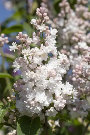 Syringa vulgaris 'Beauty of Moscow' - 90 CM STEM C10 - image 3