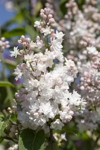 Syringa vulgaris 'Beauty of Moscow' - 90 CM STEM C10 - image 3