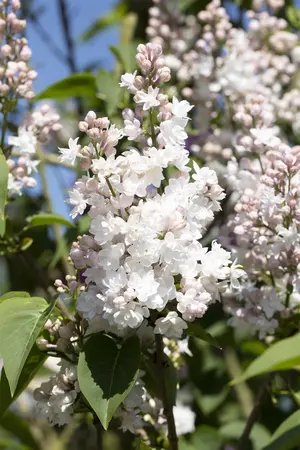 Syringa vulgaris 'Beauty of Moscow' - 90 CM STEM C10 - image 5