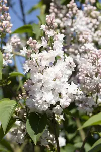 Syringa vulgaris 'Beauty of Moscow' - 90 CM STEM C10 - image 5