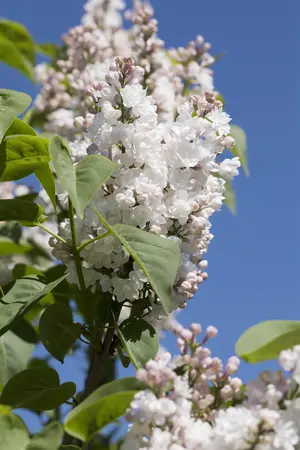 Syringa vulgaris 'Beauty of Moscow' - 3 Ltr pot - image 2