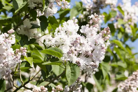 Syringa vulgaris 'Beauty of Moscow' - 125-150 CM C25 - image 3