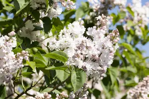 Syringa vulgaris 'Beauty of Moscow' - 125-150 CM C15 - image 3