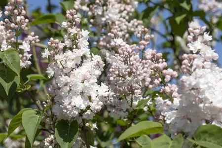 Syringa vulgaris 'Beauty of Moscow' - 1/2 STDS RB - image 4