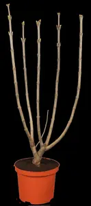 Syringa vulgaris 'Beauty of Moscow' - 80 CM STEM C5 - image 5