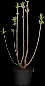 Syringa vulgaris 'Beauty of Moscow' - 80 CM STEM 7.5 L - image 2