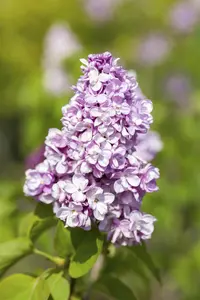 Syringa vulgaris 'Belle de Nancy' - 80 CM STEM 7.5 L