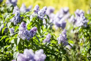 Syringa vulgaris 'California Rose' - 125-150 CM C20 - image 5