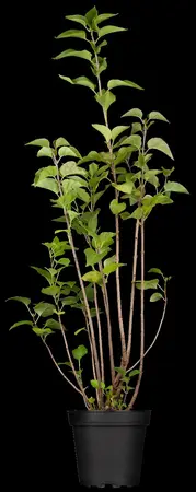 Syringa vulgaris 'California Rose' - 125-150 CM C20 - image 1