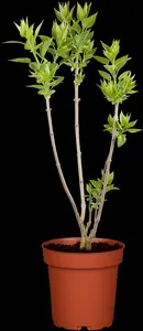 Syringa vulgaris 'California Rose' - 125-150 CM C20 - image 2